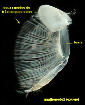 Leptocheirus hirsutimanus