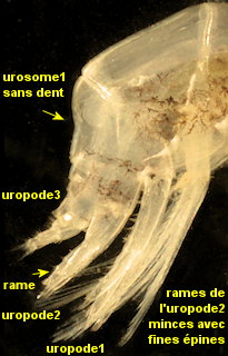 Leptocheirus pilosus