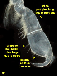 Leptocheirus pilosus