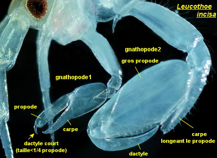 Leucothoe incisa