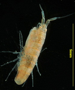 Leucothoe incisa