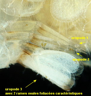 Megaluropus agilis