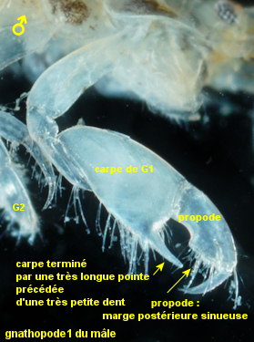 Microdeutopus anomalus