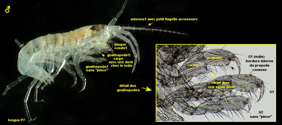 Microdeutopus damnoniensis