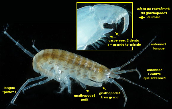 Microdeutopus gryllotalpa
