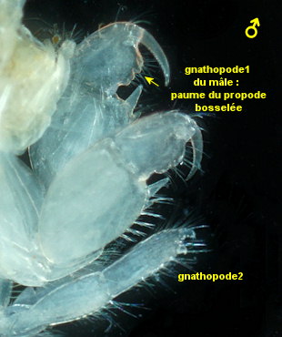 Microdeutopus gryllotalpa