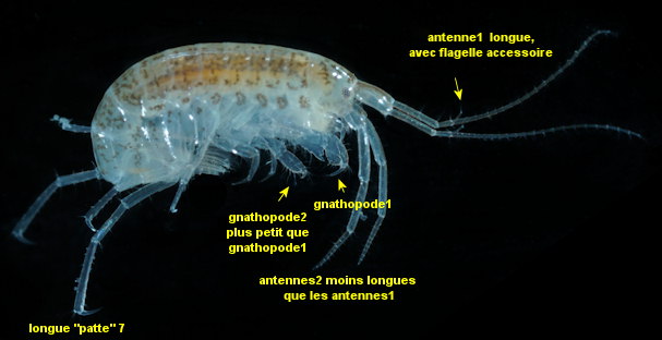 Microdeutopus stationis