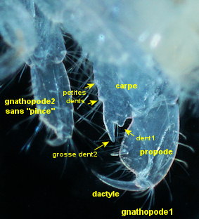 Microdeutopus stationis