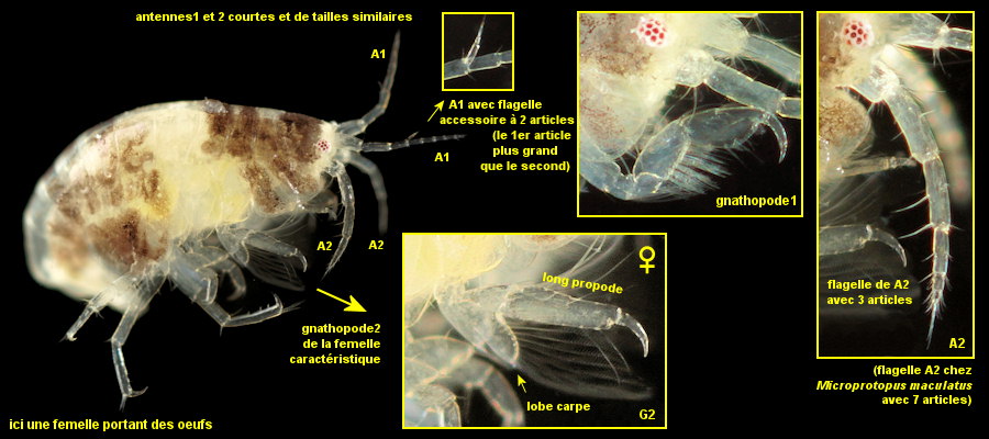 Microprotopus longimanus