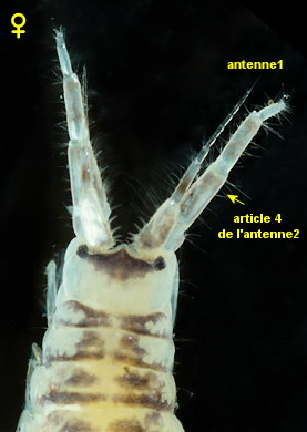 Monocorophium acherusicum