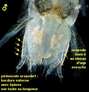 Monocorophium acherusicum