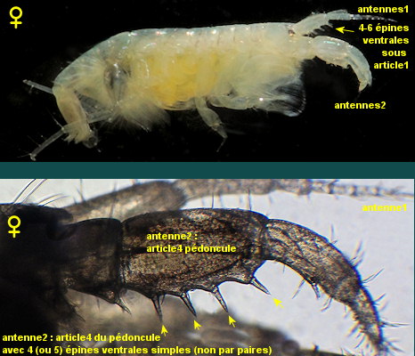 Monocorophium sextonae