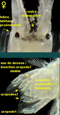 Monocorophium sextonae