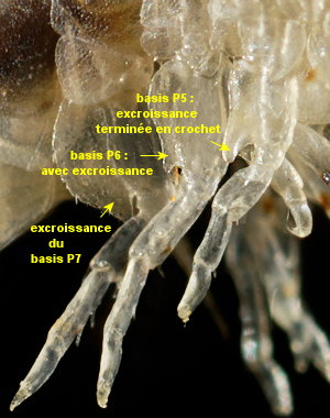 Nototropis vedlomensis