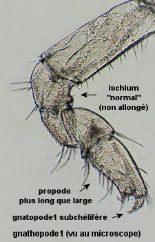 Orchomene humilis