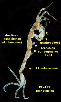 Pariambus typicus