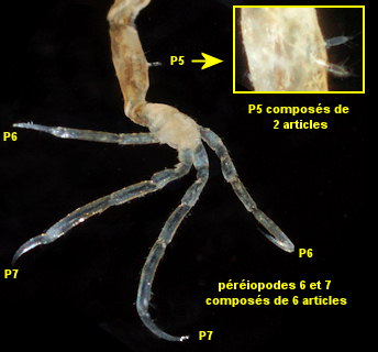 Pariambus typicus