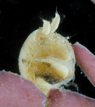 Peltocoxa damnoniensis