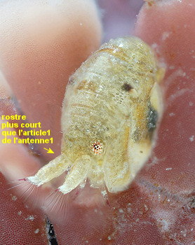 Peltocoxa damnoniensis