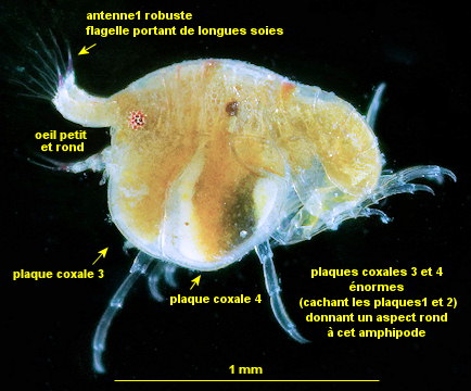 Peltocoxa damnoniensis