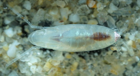 Perioculodes longimanus