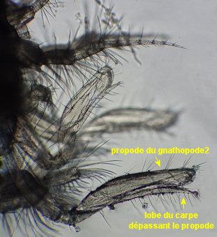 Perioculodes longimanus
