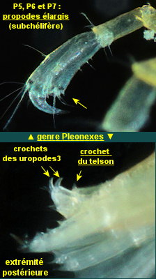 Pleonexes helleri