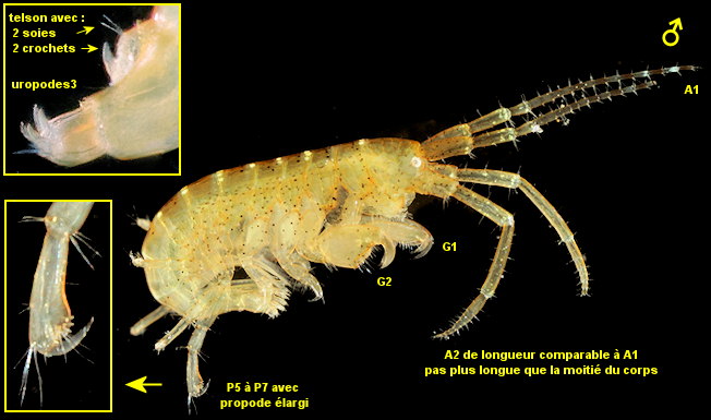 Pleonexes helleri