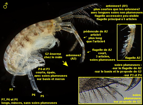 Plumulojassa ocia