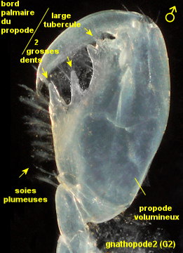 Plumulojassa ocia