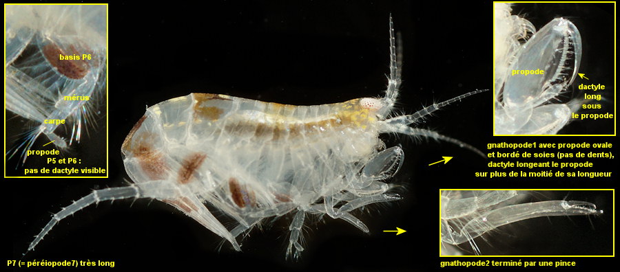 Pontocrates altamarinus