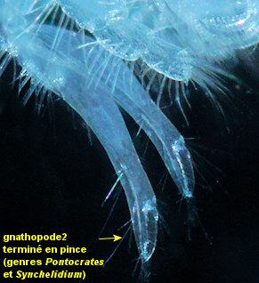 Pontocrates arenarius