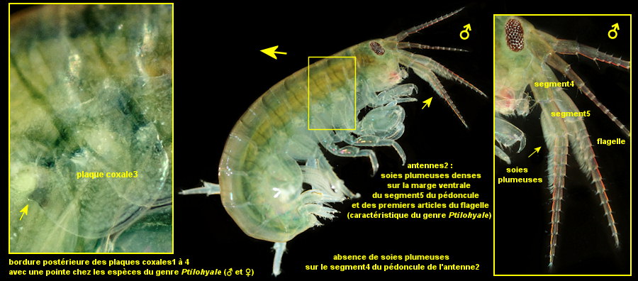 Ptilohyale littoralis