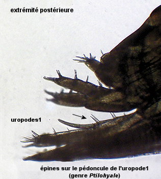 Ptilohyale littoralis