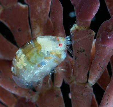 Stenothoe monoculoides