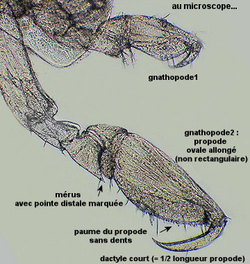 Stenothoe tergestina