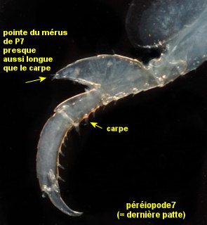 Stenothoe valida