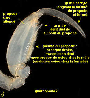 Stenothoe valida