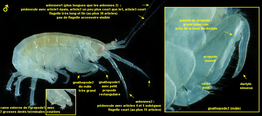 Sunamphitoe pelagica