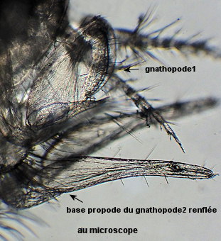 Synchelidium