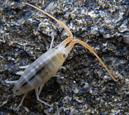 Talitrus saltator