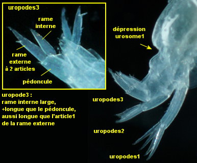 Tryphosa nana