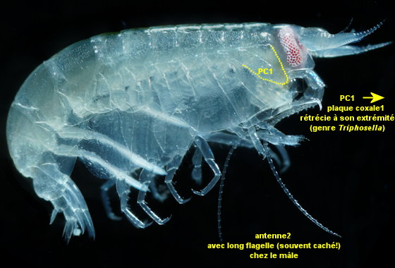 Tryphosella sarsi