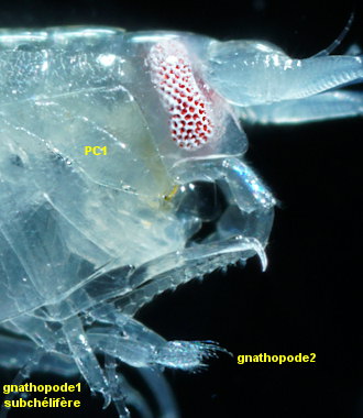 Tryphosella sarsi