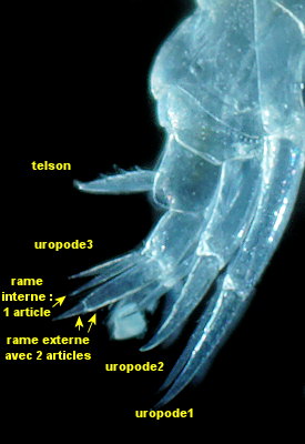 Tryphosella sarsi