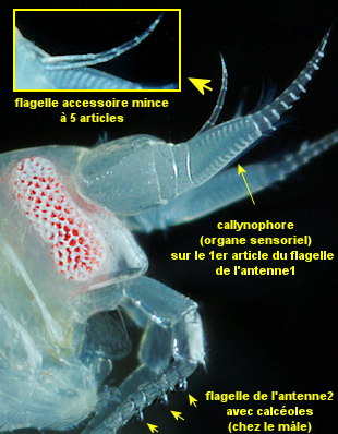 Tryphosella sarsi