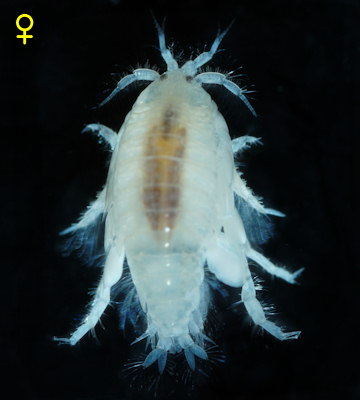 Urothoe brevicornis