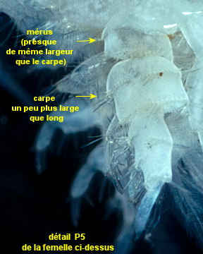 Urothoe brevicornis