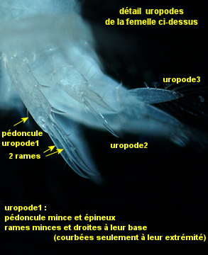 Urothoe brevicornis