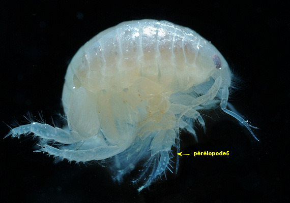 Urothoe grimaldii